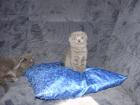 Scottish Fold Babys mit Stammbaum zu verkaufen